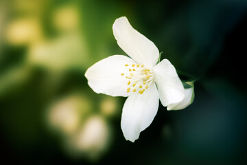 White mock orange flower in bloom – delicate spring blossom with yellow stamens