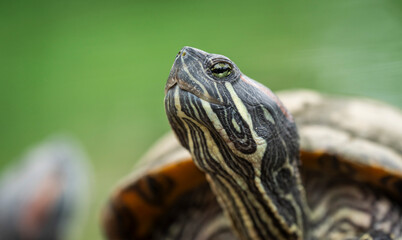 Red-eared slider bask near a pond