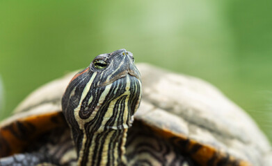 Obraz premium Red-eared slider bask near a pond