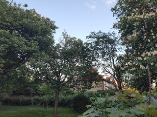 Green Trees with White Blossoms in a Garden Setting at Dusk or Dawn
