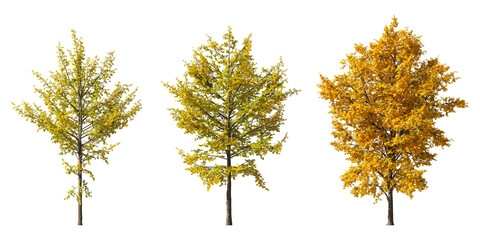 Realistic autumn trees collection on transparent backgrounds. high quality 3d rendering. png format	