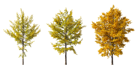 Realistic autumn trees collection on transparent backgrounds. high quality 3d rendering. png format	
