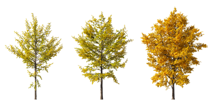 Realistic autumn trees collection on transparent backgrounds. high quality 3d rendering. png format	