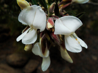Beautiful white flowers of Spartocytisus supranubius, high mountain species commonly known as Retama del Teide, found in Teide National Park at high altitude, in Tenerife, Canary Islands, Spain