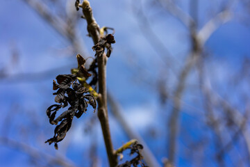 Dark frozen walnut leaves close up shot at early summer due the extreme cold spring causing major damages in agriculture.