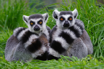 two lemurs sitting on the grass and looking at the camera