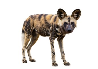 African Wild Dog: Striking Pose, Detailed Fur, Natural Habitat