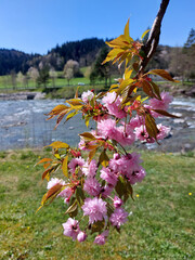 Japanese cherry is flowering - pink branch. Sakura. Mozyr gaj. Slovenia