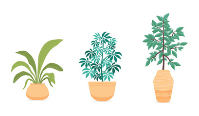 Set Hand drawn houseplant collection