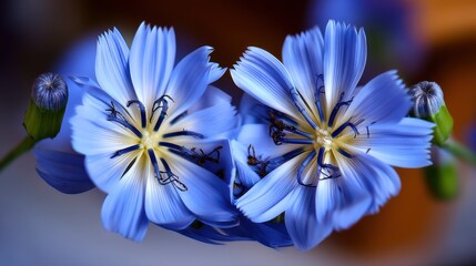 Blue Flax Flowers Close-Up, Delicate Beauty and Natural Elegance