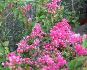 Bee Bush or Bride's tears, pink heart-shaped flowers bloom on the tree. The oriental garden lizard,  hide in the pink flowers to catch food. Mexican Creeper are medium sized creepers.
