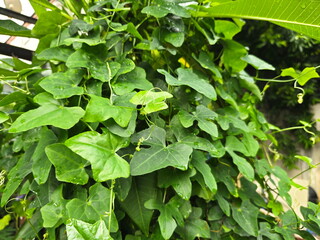 Dark green leafy morning glory grows tall in bush next fence, Coccinia grandis L. Voigt is climbing vine in cucurbit family that has tendrils used for climbing up large trees.Single leaves  3-5 lobes.