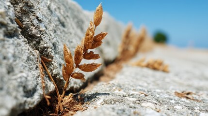 Resilience: Single blade of grass emerging from cracked rock, hope, nature's strength