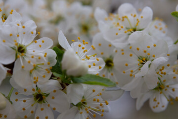 Macro white cherry blossoms with yellow stamens on a branch in the garden, also known as cherry...