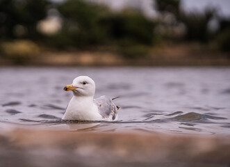 Serene Seagull on the Water’s Surface