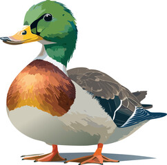 mallard duck isolated on white background