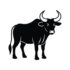 black and white bull