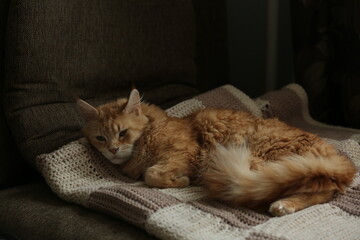 Close up portrait of the orange maine coon cat relaxing lying on the sofa. Portrait with natural lighting, untouched colors in evening windows light