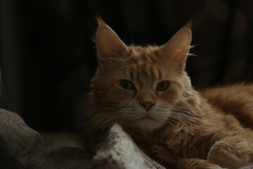 Fototapeta premium Close up portrait of the orange maine coon cat relaxing lying on the sofa. Portrait with natural lighting, untouched colors in evening windows light
