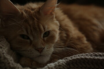Close up portrait of the orange maine coon cat relaxing lying on the sofa. Portrait with natural lighting, untouched colors in evening windows light