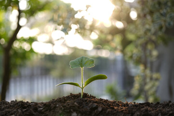 Small pumpkin leaf sprout growing