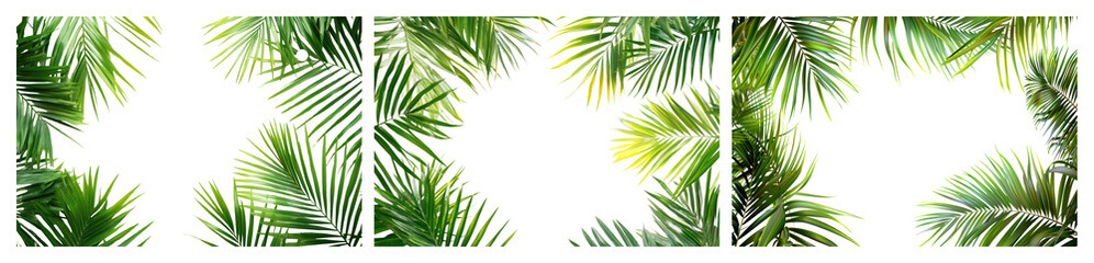 Obraz premium PNG Lush tropical palm leaves background, element set on transparent background