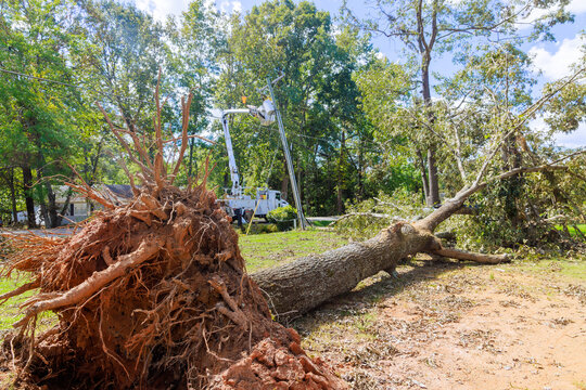Utility workers respond to downed tree in residential area, ensuring safety restoring power after recent storm. - Powered by Adobe