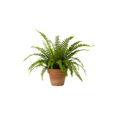 Lush Green Fern Plant in Terracotta Pot on Transparent Background