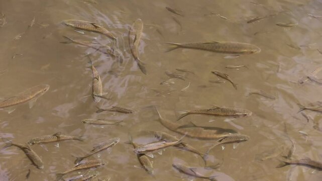 A lot of Blue Mahseer fish at Pa La U Waterfall in in Kaeng Krachan National Park, Prachuap Khiri Khan Province, Thailand 