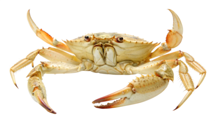 red crab on white