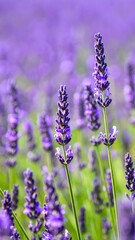 Obraz premium Lavender Fields Swaying Gently in the Breeze with Calming Scent