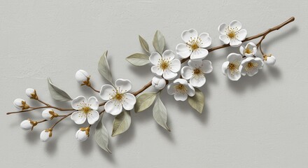 Branch of white blossoms and green leaves isolated on a neutral background