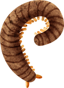brown watercolor millipede curled up clip art preview