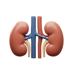 Human Kidney Anatomy 3D Model of Renal System
