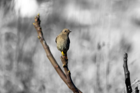 Black redstart perched on a branch