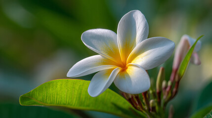 Fototapeta premium Beautiful plumeria flower close up photo, white and yellow tropical flower, floral photography, nature image