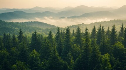 Fototapeta premium Misty Mountain Forest at Sunrise