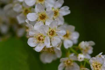 In spring, bird-cherry tree (Prunus padus) grows and blooms in nature.