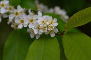 In spring, bird-cherry tree (Prunus padus) grows and blooms in nature.