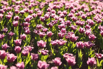 Obraz premium Beautiful flowers among green grass outdoors in morning