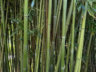 Obraz premium Many bamboo stalks with green leaves outdoors