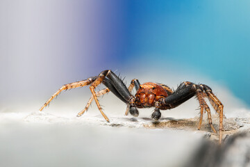 Macro portrait of orb-weaver spider – hairy legs, textured body, and detailed face close-up