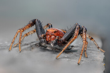 Macro portrait of orb-weaver spider – hairy legs, textured body, and detailed face close-up