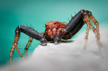 Macro portrait of orb-weaver spider – hairy legs, textured body, and detailed face close-up