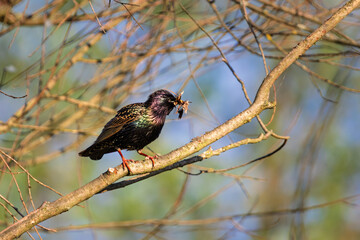 European starling (Sturnus vulgaris) with food in beak – perched on tree branch in spring