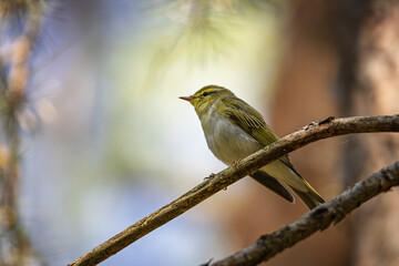 Wood warbler (Phylloscopus sibilatrix) perched on branch – forest bird in spring sunlight