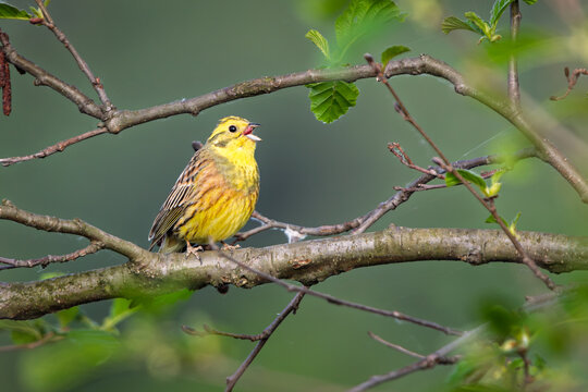 Yellowhammer (Emberiza citrinella) singing on a branch &ndash; colorful songbird in spring forest