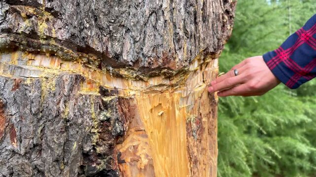 Deodar Footage and Forest Life, Exploring Jungles, Trees, Timber Craft, Carpenters, and the Vital Role of Green Gold in Our Ecosystem in Jammu and Kashmir