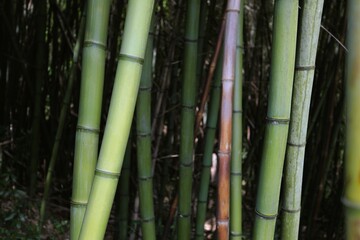 Fototapeta premium Bamboo Forest in Bagni di Lucca, Tuscany, Italy.