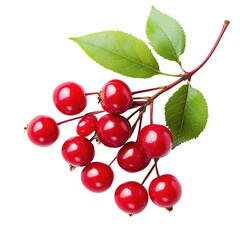 Vibrant red berries cluster on a green stem with leaves
